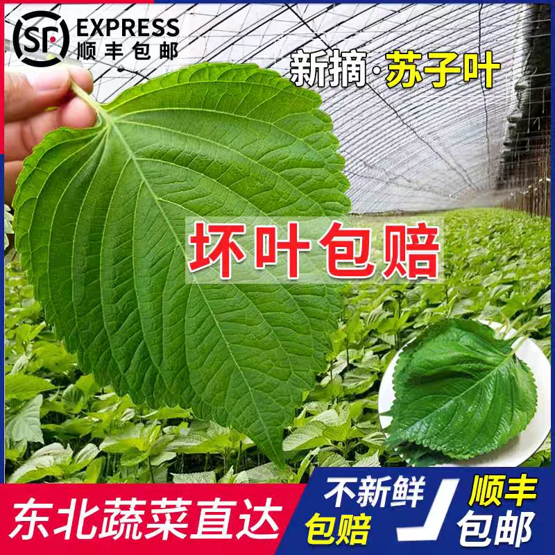 【顺丰包邮】东北苏子叶烤肉包饭鲜苏叶新鲜苏子叶蘸酱菜绿苏叶鲜嫩