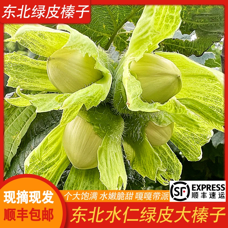 【顺丰包邮】2024年绿皮大榛子现货新鲜东北青皮现摘水仁水瓤榛子