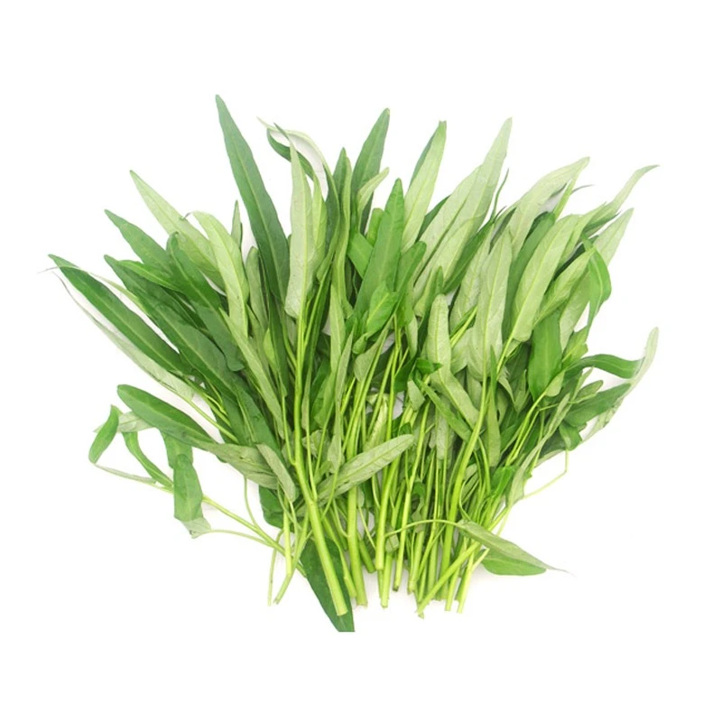 四季柳叶半青空心菜种子简单温室露地蔬菜耐热阳台盆栽栽培稳定