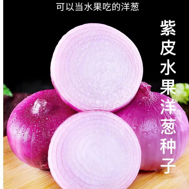 水果洋葱种子紫红皮种籽种植特大圆葱耐寒紫皮洋蒜种籽蔬菜大全