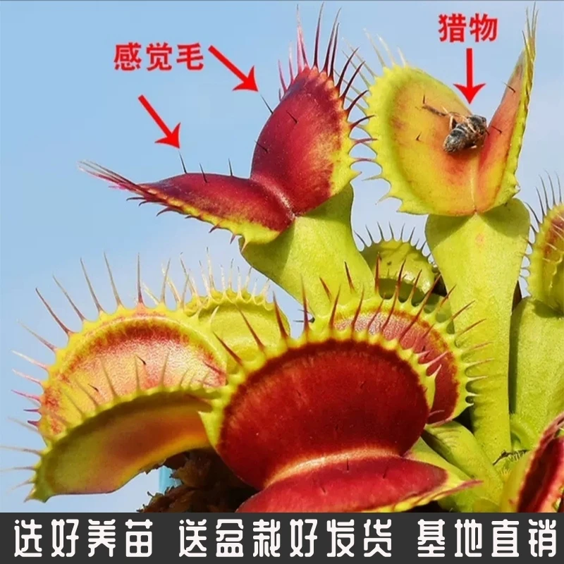 捕虫草食虫草猪笼草捕蚊子植物驱蚊植物食虫捕蝇草室内桌面小盆栽