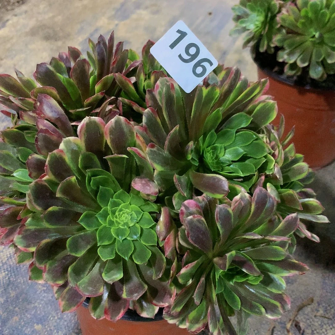 【闪购商品】196………