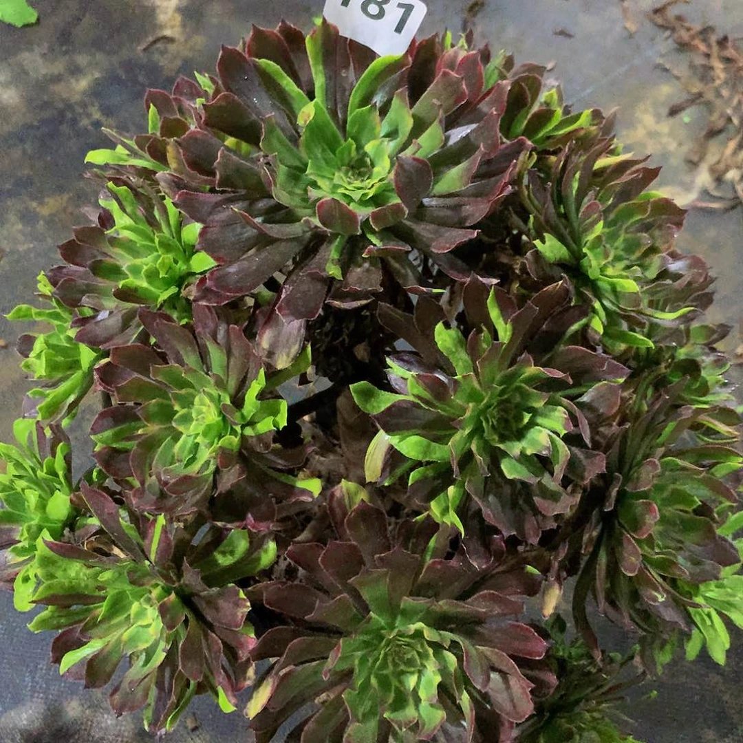 【闪购商品】181………