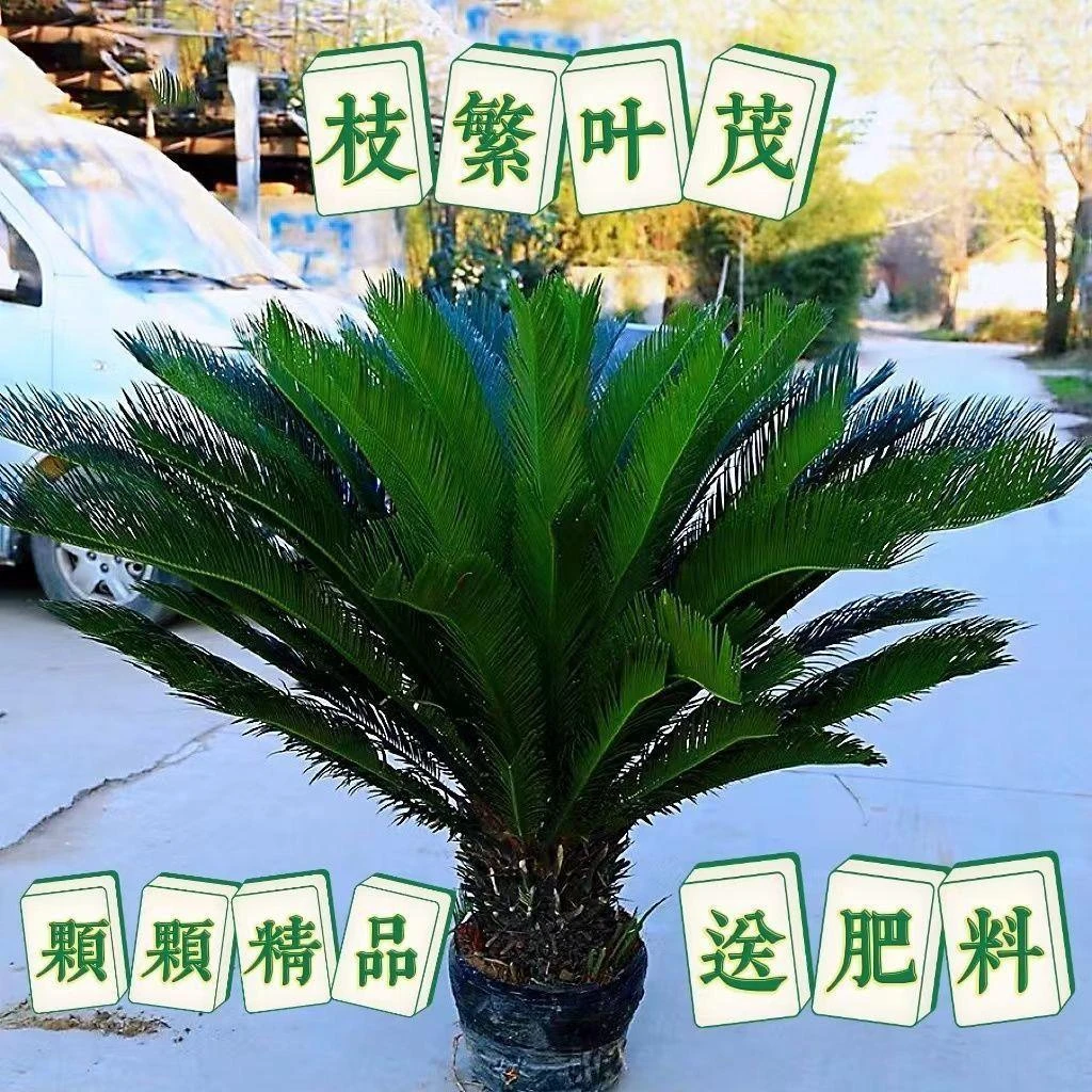 大型室外盆栽铁树盆景苏铁客厅盆栽四季常青耐寒绿植庭院植物铁树