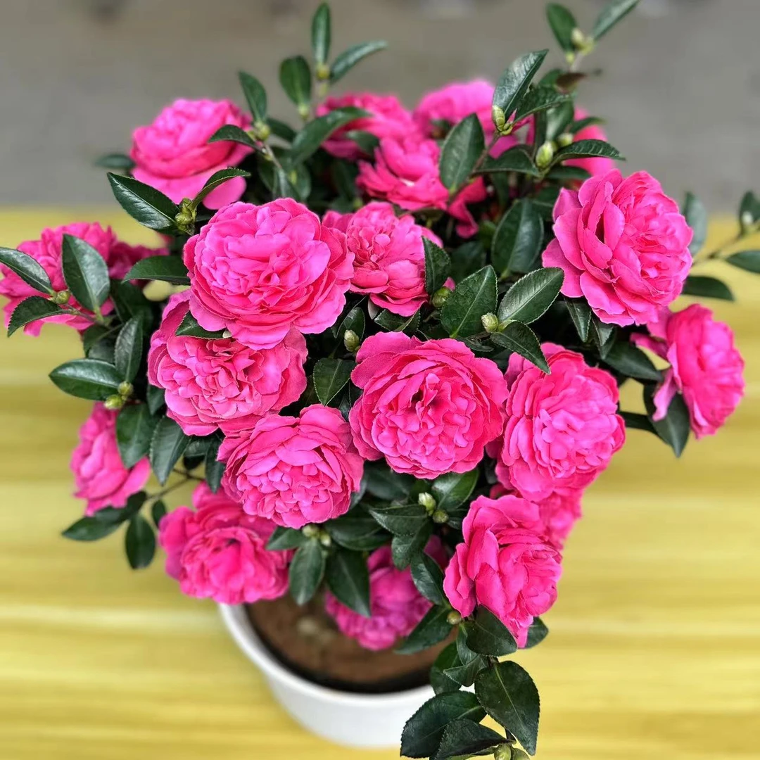 四季茶梅 5年苗 球树老桩大苗带花苞盆栽地载庭院种植