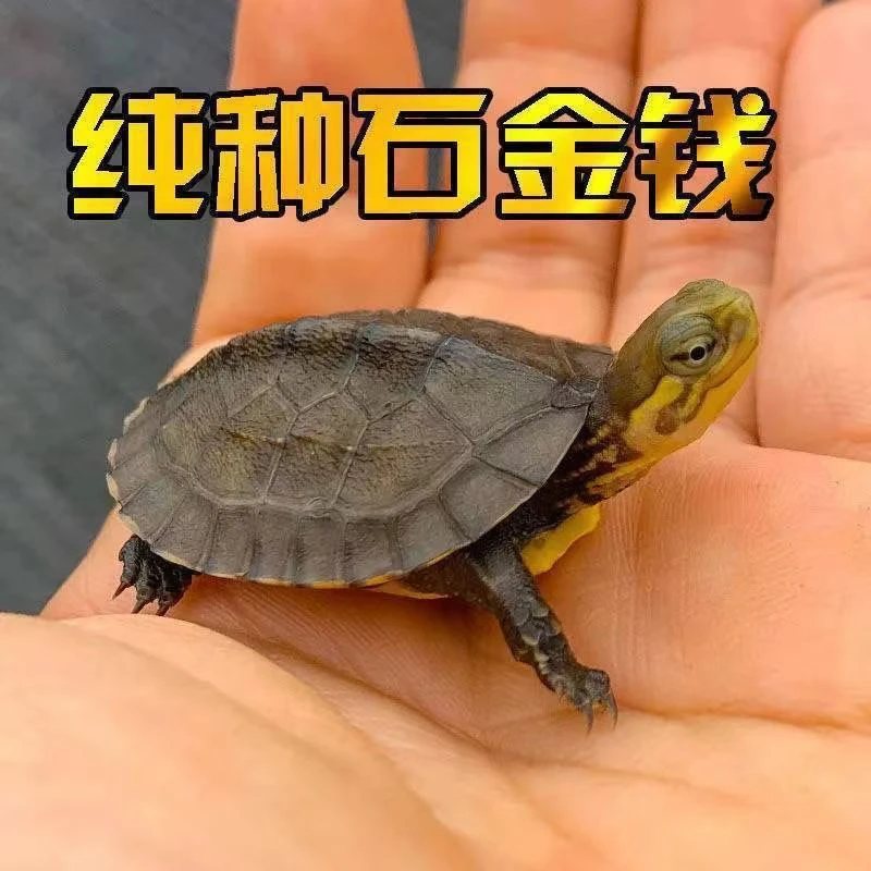 南石苗一只