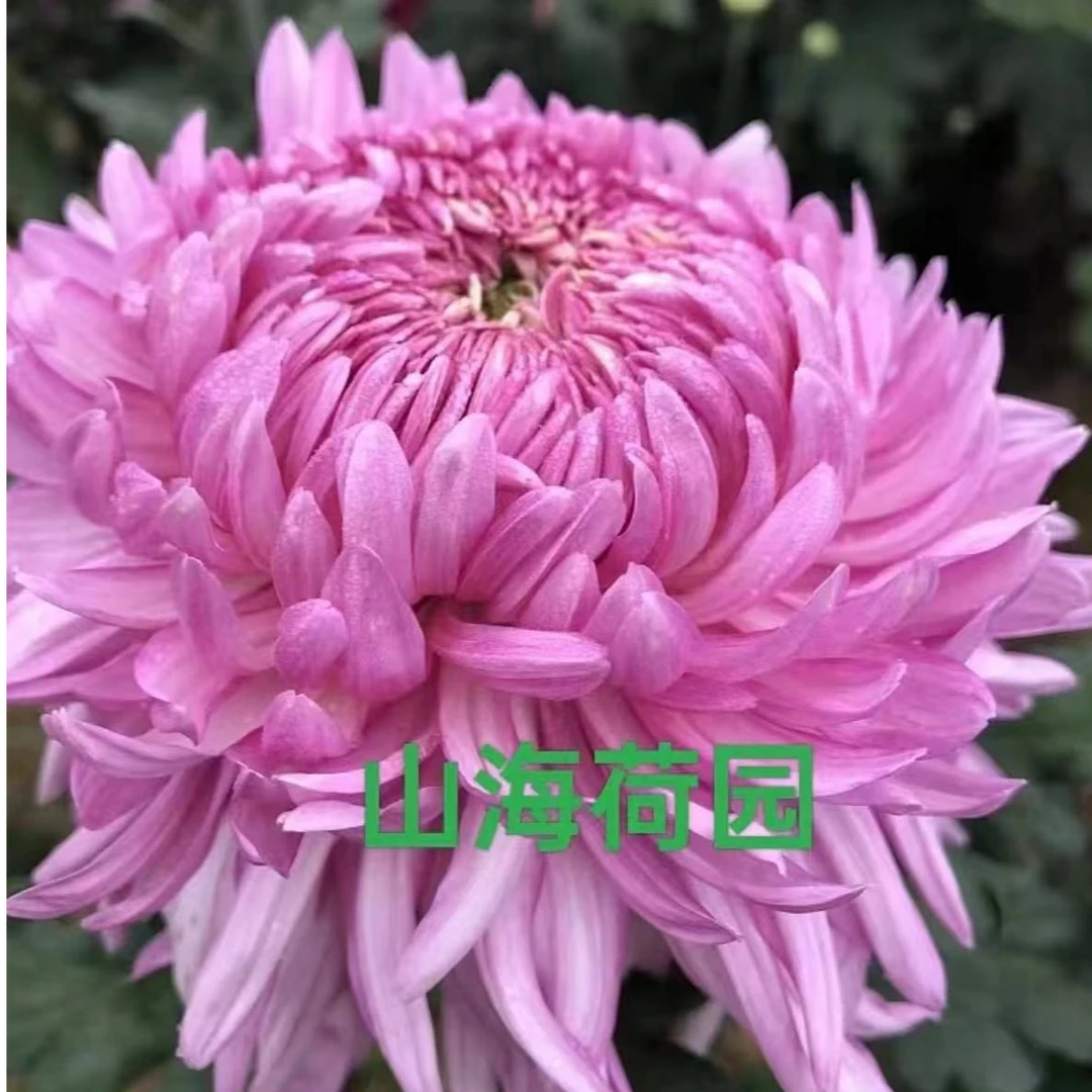 【山海荷园】菊花盆栽带花苞发货大花特色花卉绿植