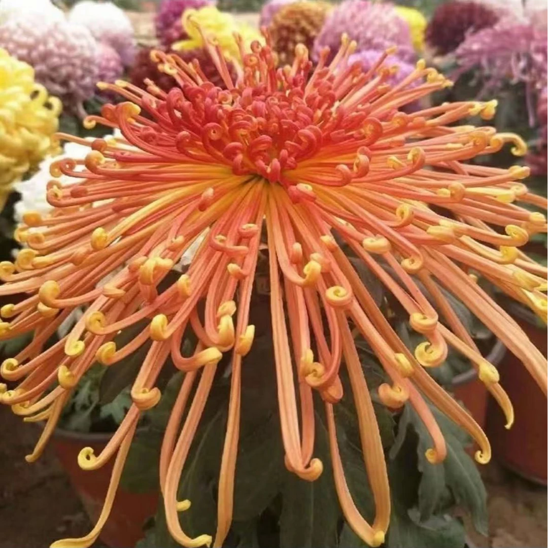 【金鸡报晓】菊花盆栽带花苞发货大花特色花卉绿植