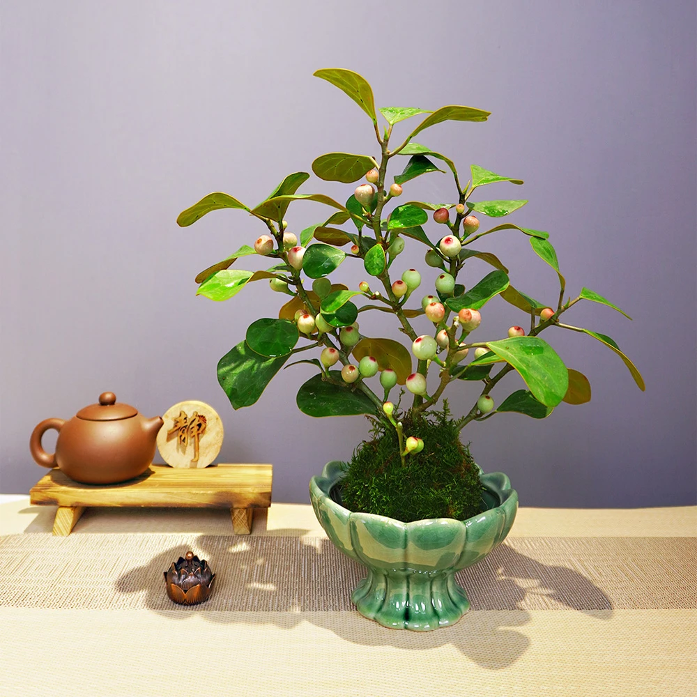 丛生小盼菩提树盆栽植物室内禅意盆景办公室桌面好养观叶观果绿植