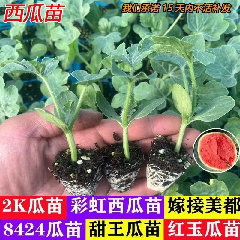 嫁接西瓜苗8424麒麟瓜四季种植高产早熟盆栽阳台露天南方苗秧春季