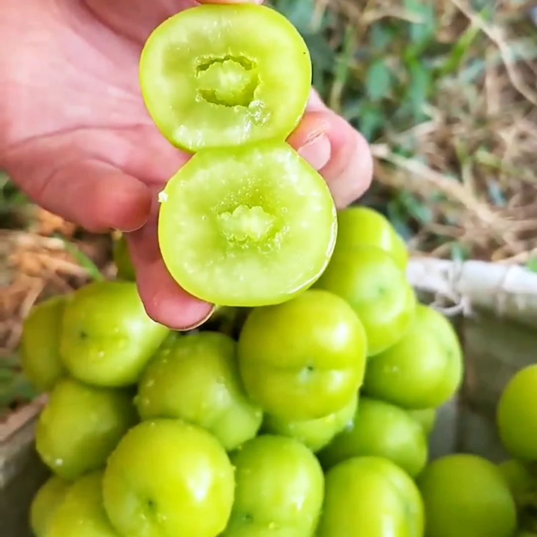 高原阳光玫瑰葡萄鲜甜多汁玫瑰 大果营养皮薄