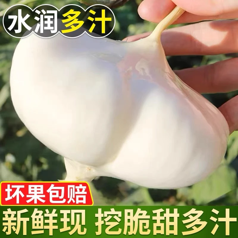 【现挖现发】贵州农家沙土地罗卜凉薯白地瓜番薯沙葛地梨儿2/5/9斤
