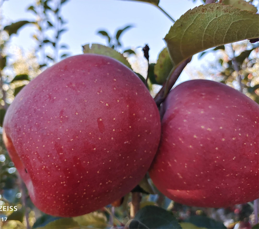 昭通正宗冰糖心红富士苹果现摘现发净重9斤包邮新鲜自然原产地