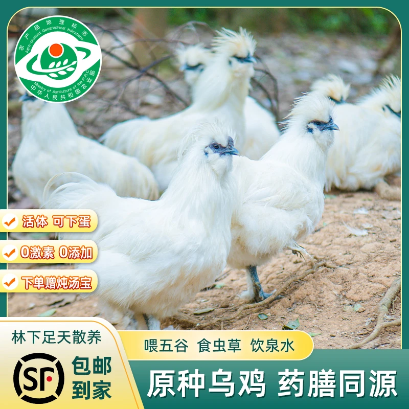 泰和乌鸡正宗林下散养土鸡优质原种白凤乌鸡新鲜现杀750g顺丰包邮