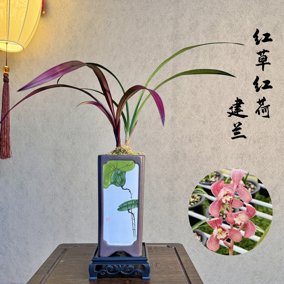 建兰红草红荷国兰荷瓣兰1苗1芽带花盆底座室内绿植好养易活室内