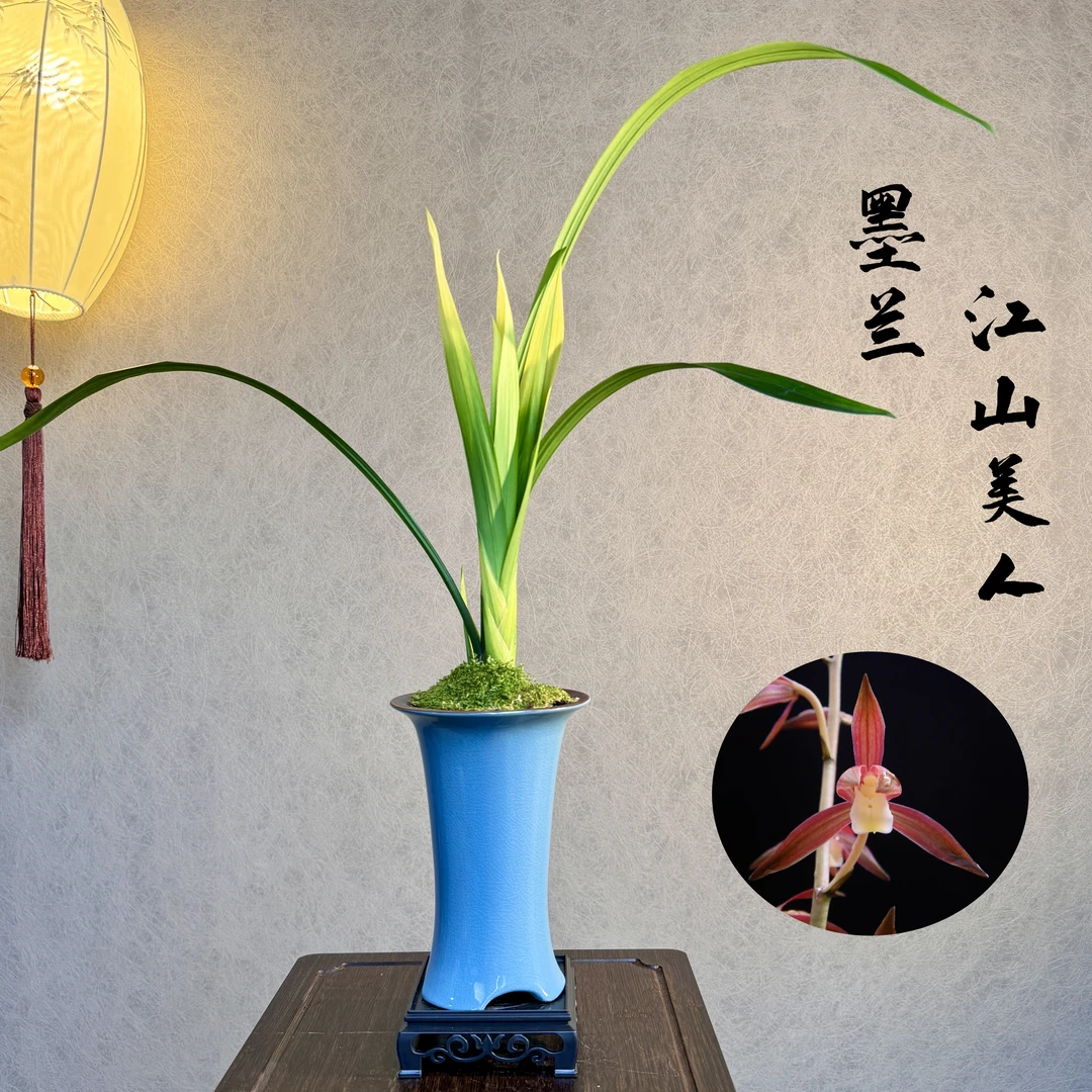 墨兰江山美人国兰精品1苗1芽带盆底座好养易活室内绿植国兰精品