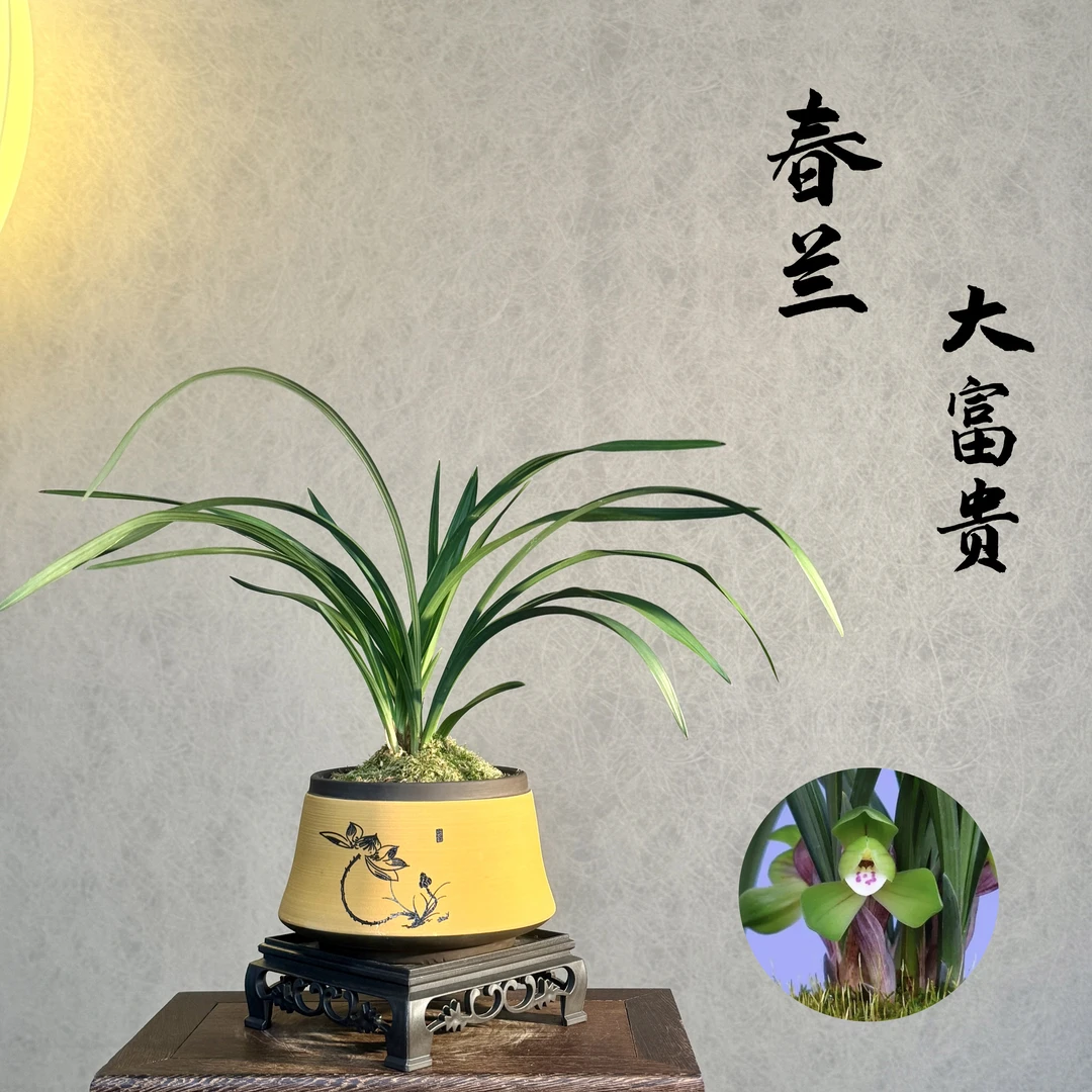 春兰大富贵荷瓣兰3苗以上带花苞带盆底座易活室内绿植国兰精品