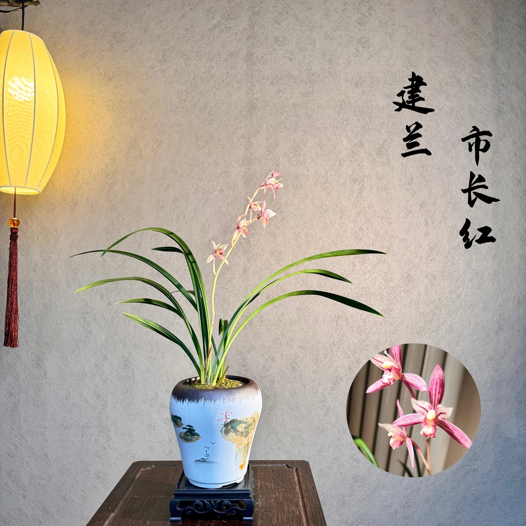 建兰市长红带花苞3苗1花带盆底座花艺双全好养活室内绿植国兰精品