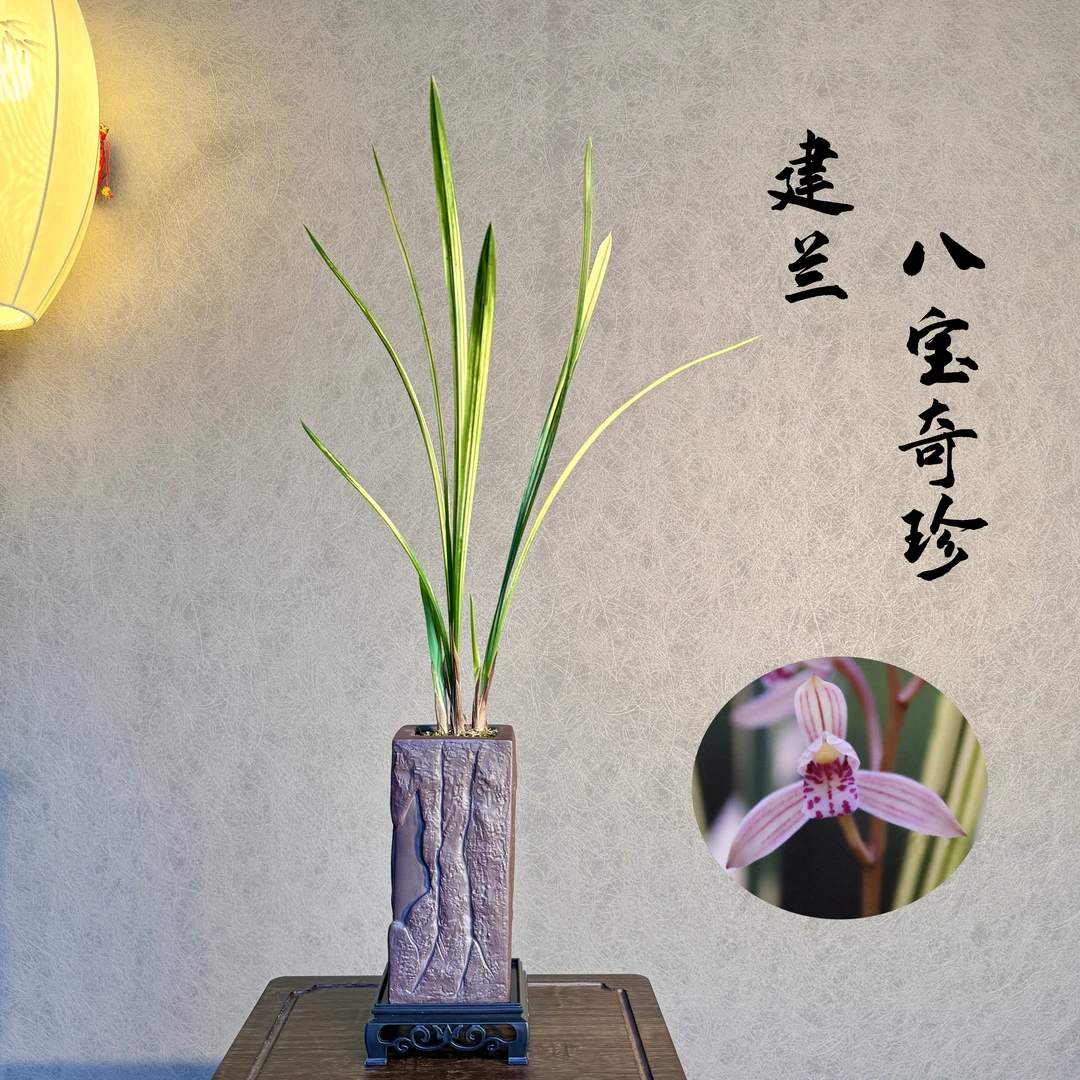 八宝奇珍建兰铭品国兰山水画国兰带盆带底座2苗室内绿植好养易活