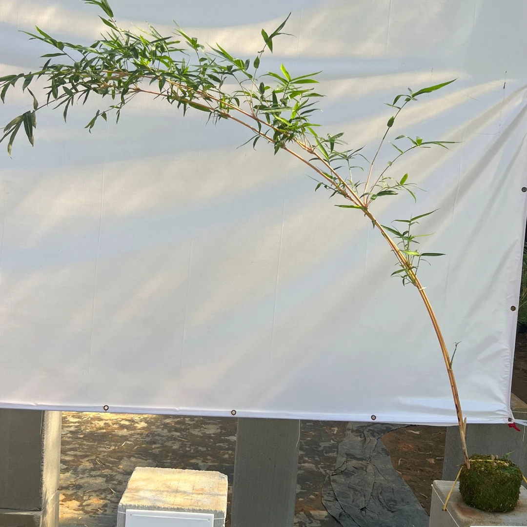 红观音竹内门竹玉观音竹红寒紫寒直播间一物一拍链接