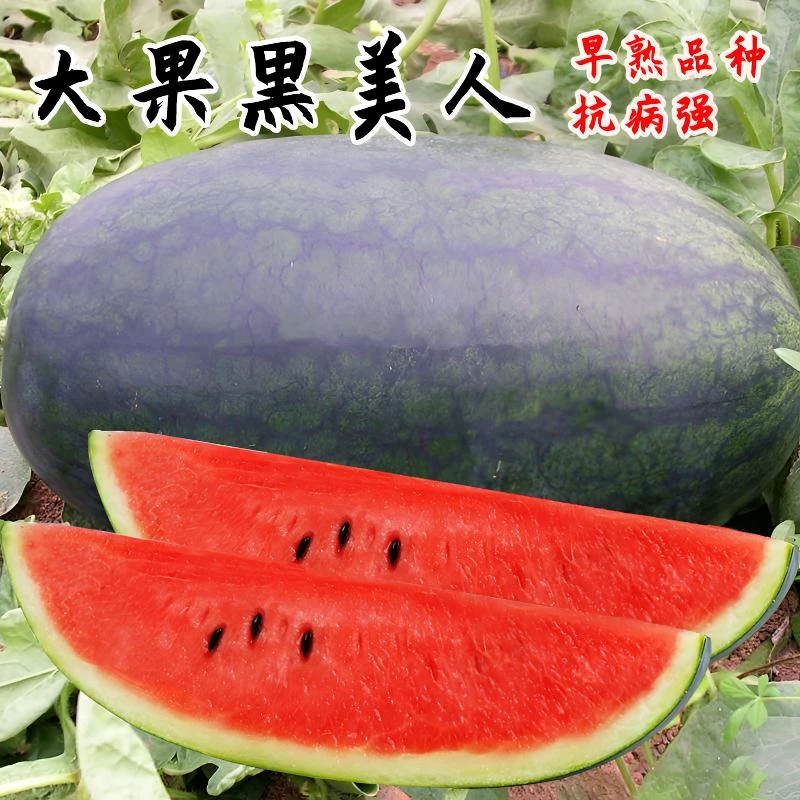 广西黑美人西瓜 时令水果整箱包红包甜西瓜 当季西瓜新鲜应季水果