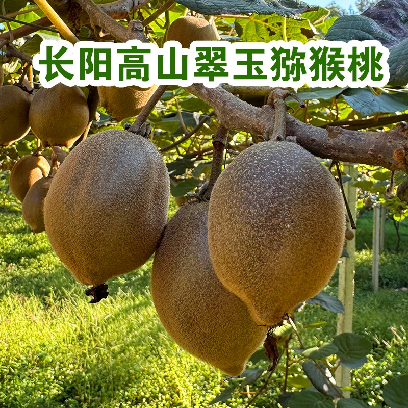 湖北长阳翠玉猕猴桃即食猕猴桃奇异果应当季水果孕妇