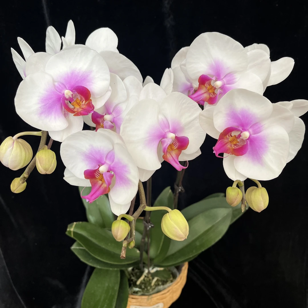 蝴蝶兰（笑开怀）3寸开花株