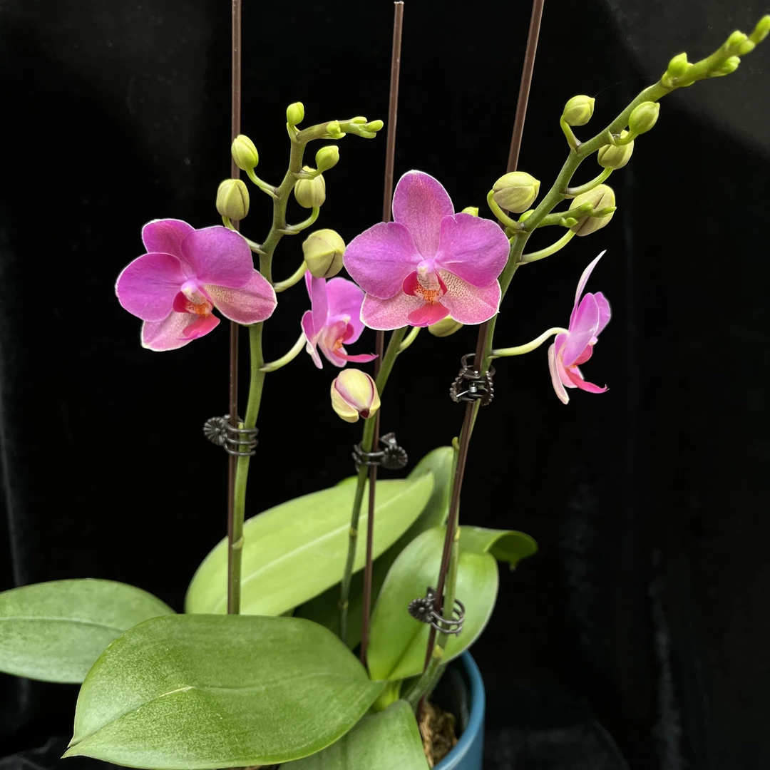 蝴蝶兰{兄弟精灵}开花株 清雅大方温柔 桌面茶几 新疆基地直发