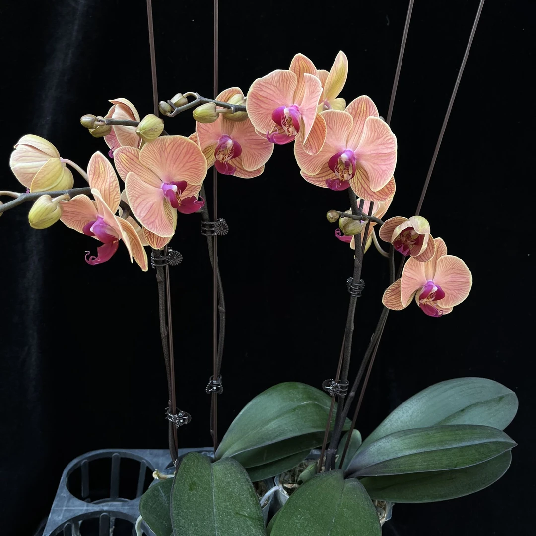 蝴蝶兰(金如意）开花株