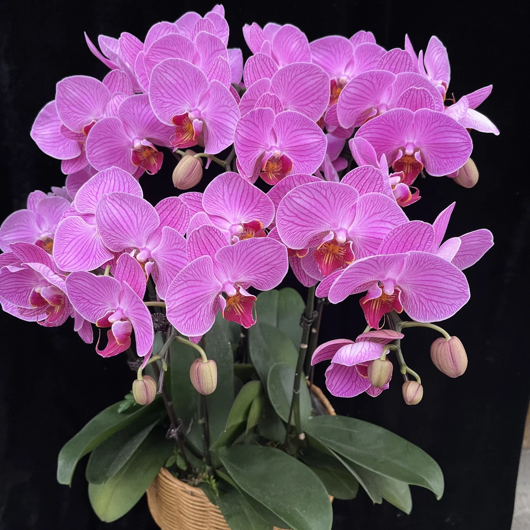 【新疆发货】蝴蝶兰（玉玲珑）开花株