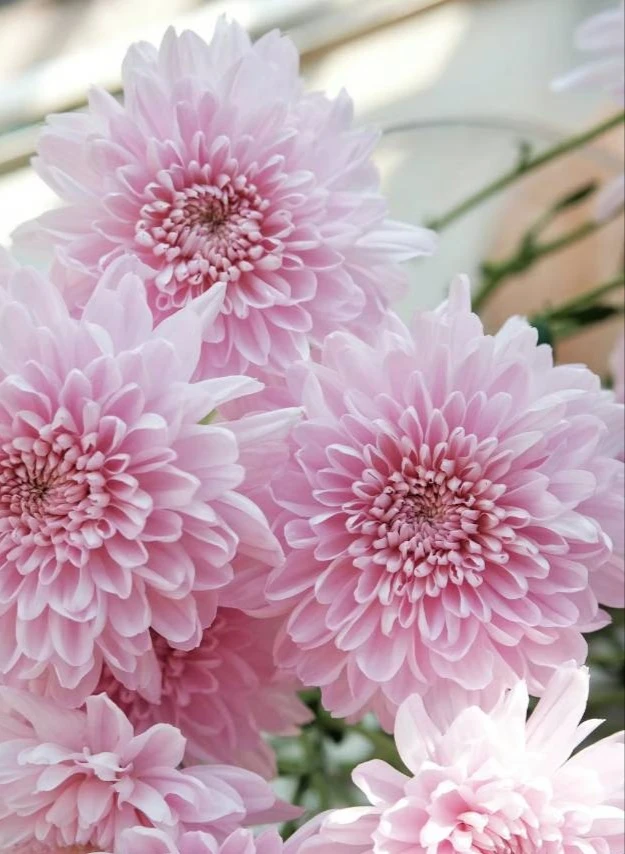 小菊   麝香夫人 盆栽150规格  四季易活（花苗期）