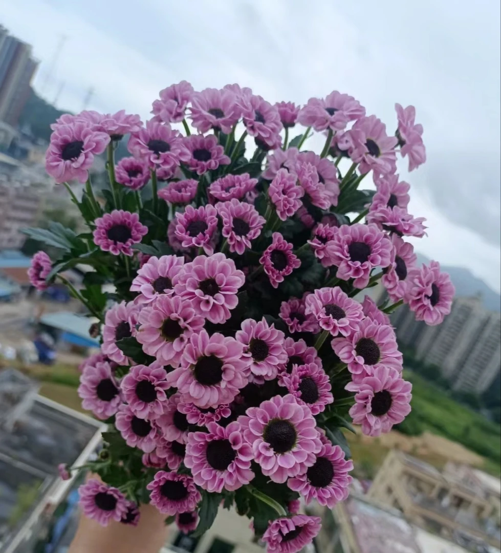 切花菊 宝石粉  盆栽 150口径（老根，带脚芽）