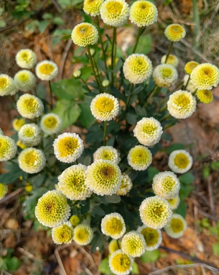 小菊   棉花绿 盆栽  四季易活 阳台庭院 室内（老根，带脚芽）