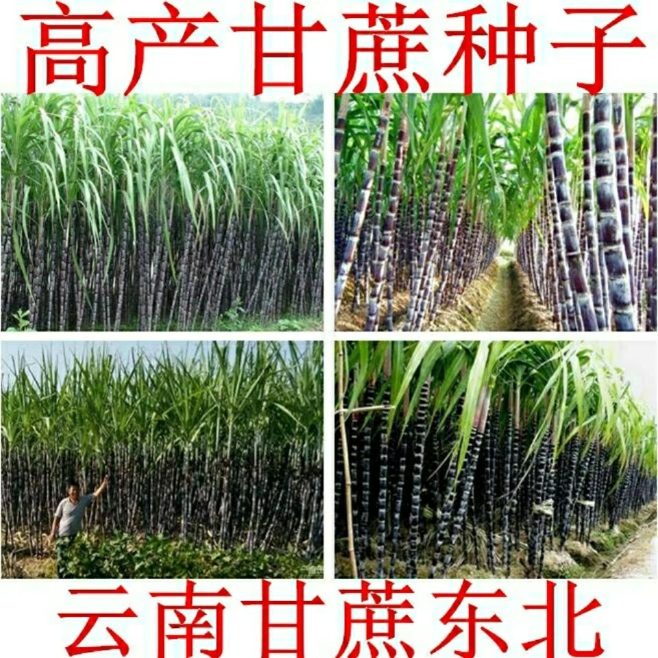 高产甘蔗种子黑皮甘蔗 四季播种 北方甘蔗 南方甘蔗 甜杆种子