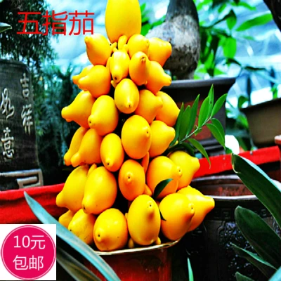 五角茄种子 牛头茄五代同堂五指茄乳茄 观赏五指茄子 约20粒
