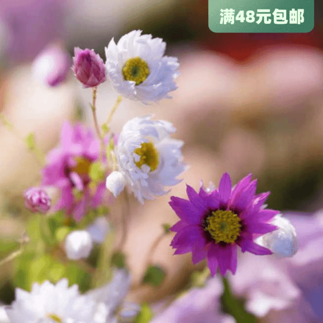 进口鳞托菊种子 罗丹斯花 鲁丹鸟 切花花材干花菊四季盆栽花卉