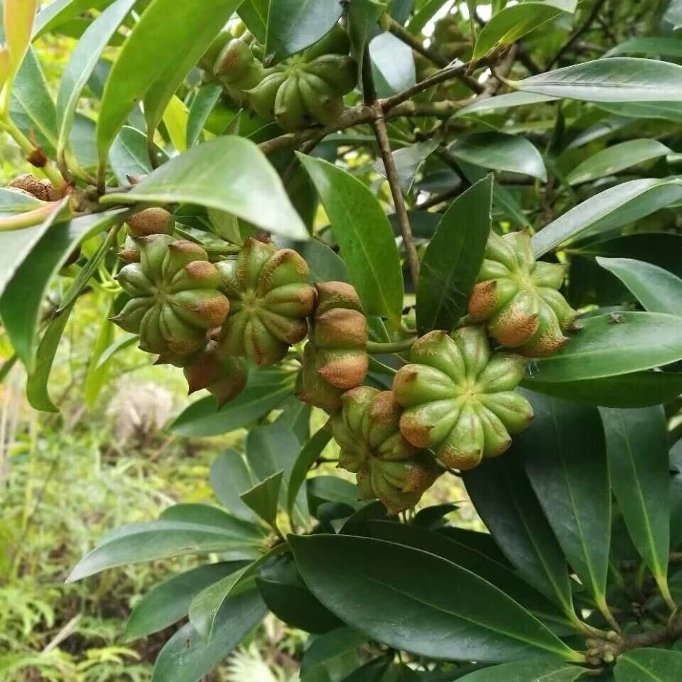 八角树种子大红罗马矮化古龙八果大料茴香正宗八角料多年生乔木树