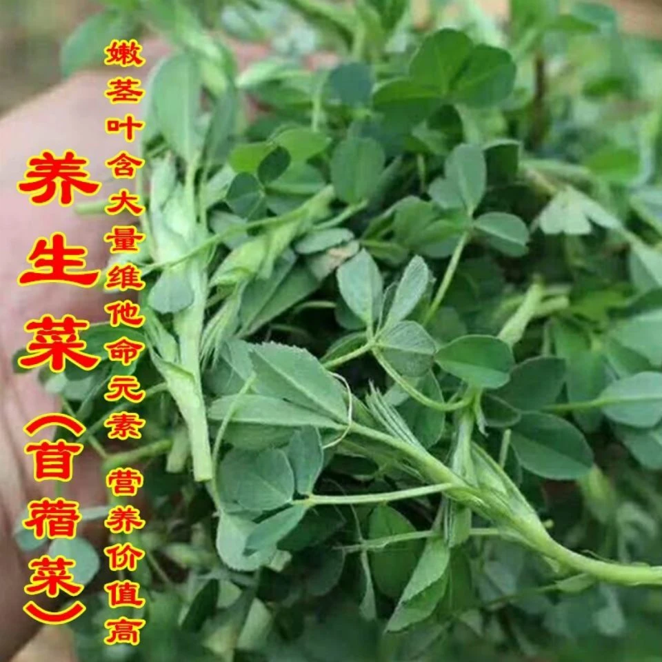 养生菜食用苜蓿菜多年生四季播种高产新手特菜蔬菜