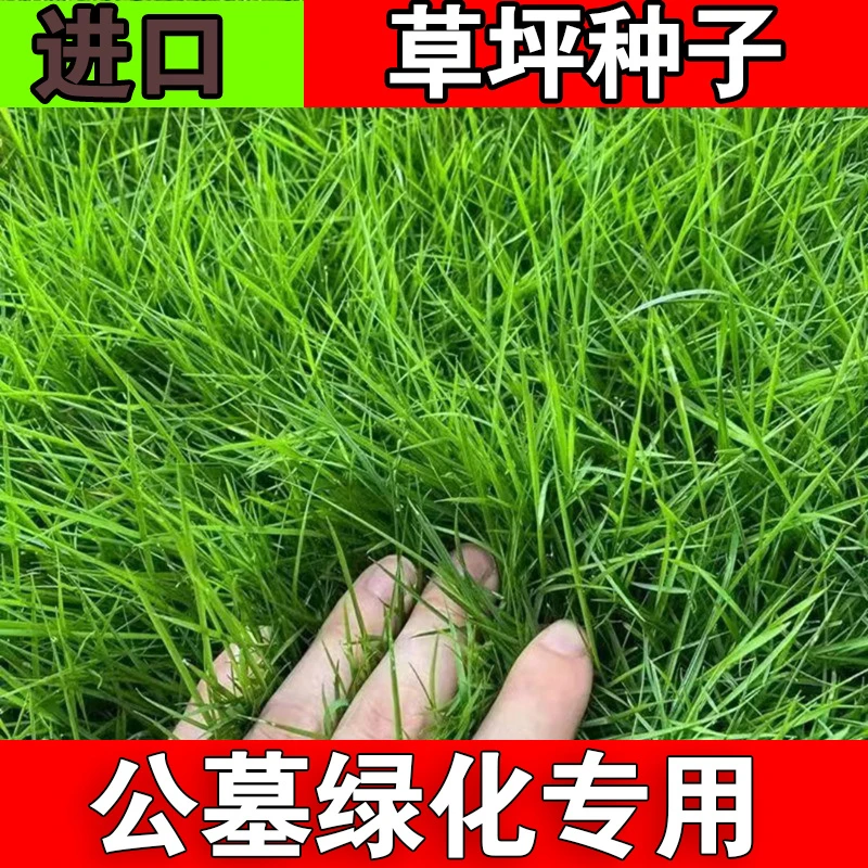 长镰草种子响铃草籽墓地草坪种子坟地草籽 四季青草籽 坟头草茅草