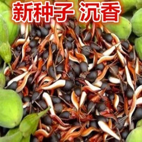 新采沉香海南沉香木树名贵树奇楠发芽率高