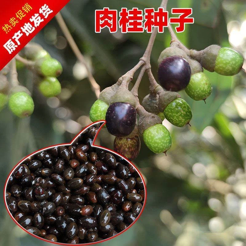 肉桂种子桂皮树苗种子树广东广西桂皮树苗桂核