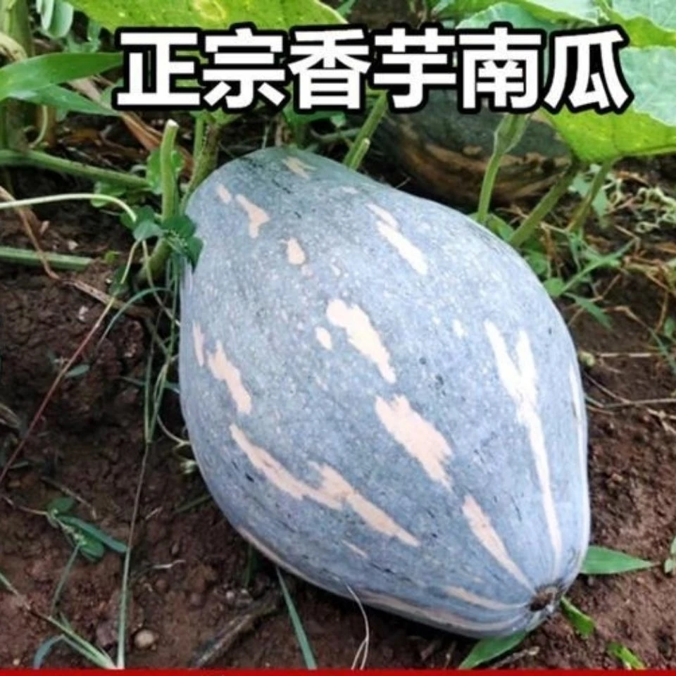 优质种籽香芋南瓜香芋味南瓜肉质粉甜特色蔬菜种孑