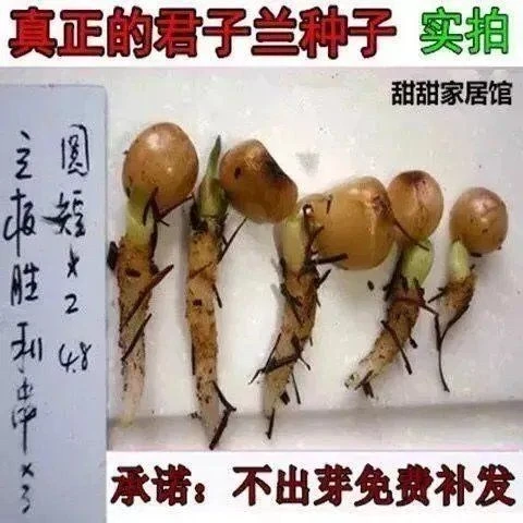 精品君子兰种子彩兰种子圆头和尚种子室内阳台绿植盆栽植物种子