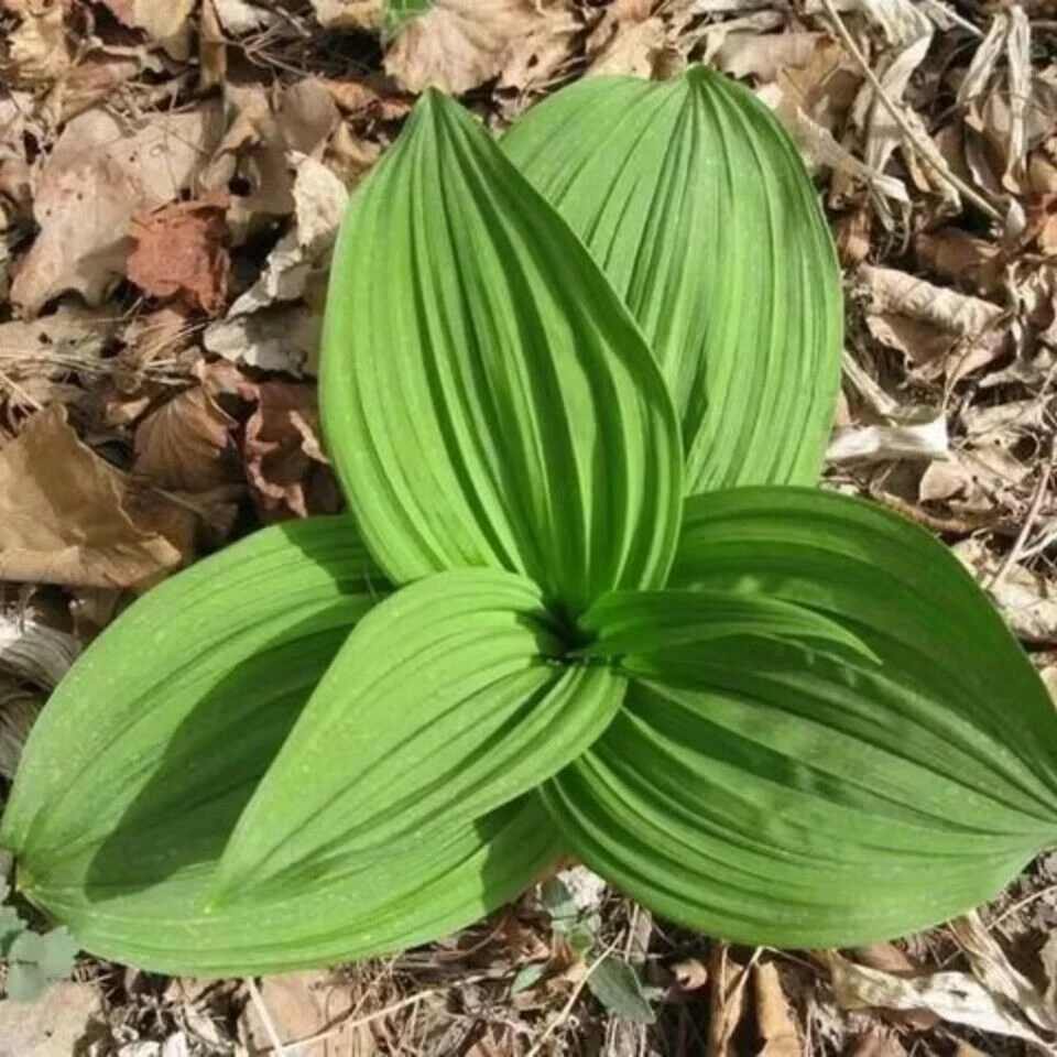 黑藜芦种子野丰芦藜芦中草药材七厘丹葱葵公苒观赏入药草本植物籽