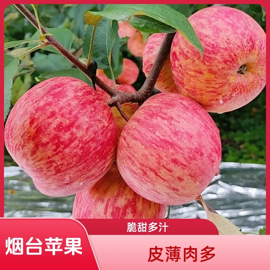 山东烟台红富士苹果脆甜多汁4.5-5斤当季整箱包邮
