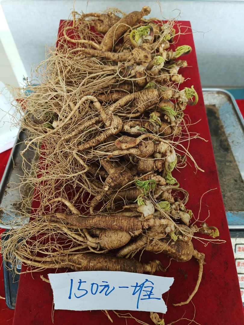 鲜人参  500克 长白山人参