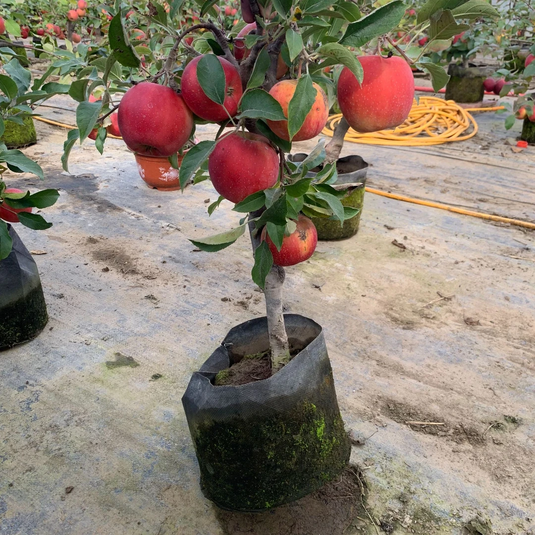 A红将军花园植物盆栽