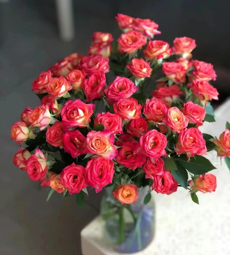 【云台花卉】爱丽丝多头玫瑰 10枝  两单升级京东冷链/德邦空运