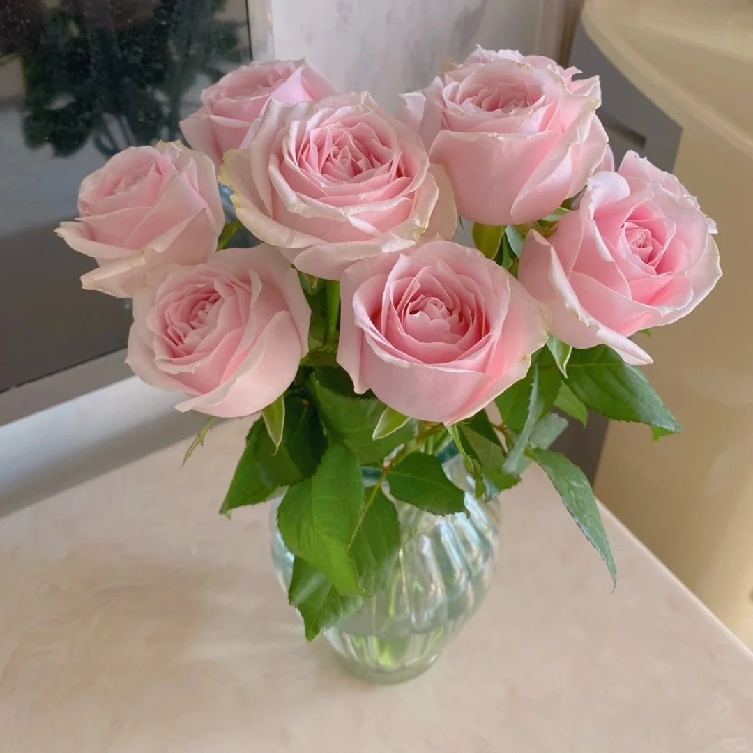 【云台花卉】粉红雪山玫瑰 10/20枝 两单升级京东冷链/德邦空运