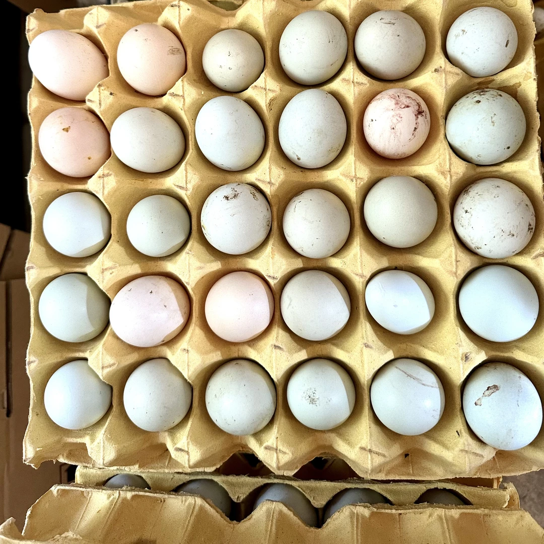【永积村】干货农村土特产 土鸡蛋 10枚 农产品食用 健哥发货